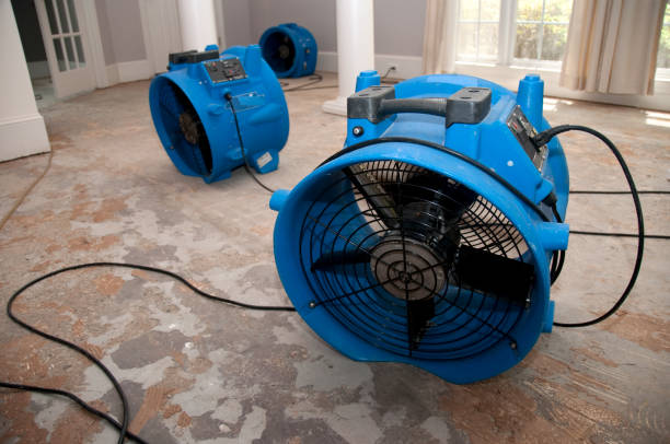 Best Mold removal after water damage  in Liberty, IN